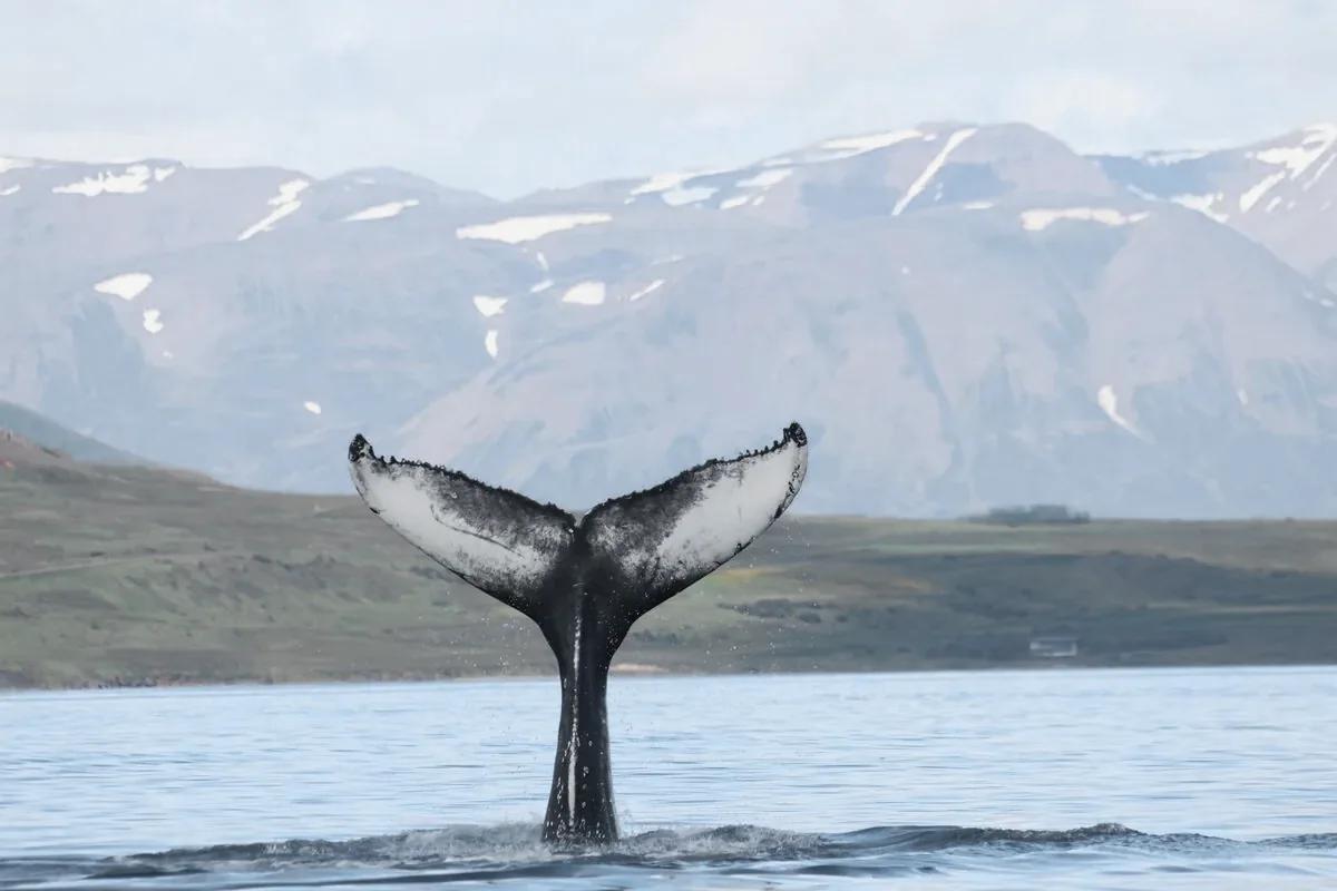 A whale lifting its tail above the fjord, with snow-streaked mountains behind