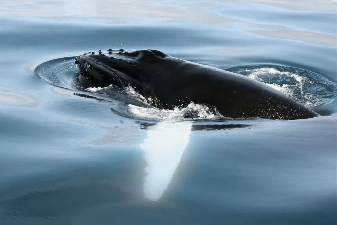 A humpback whale just beneath the surface of clear blue water