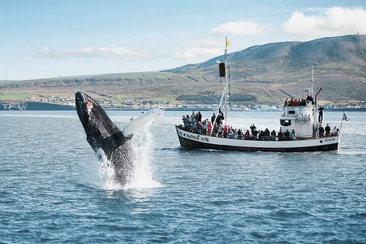 A humpback whale breaching beside a wooden whale-watching boat